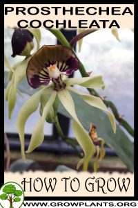 How to grow Prosthechea cochleata