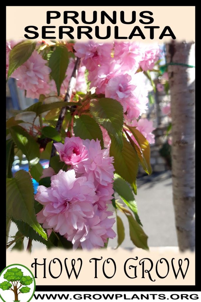 How to grow Prunus serrulata
