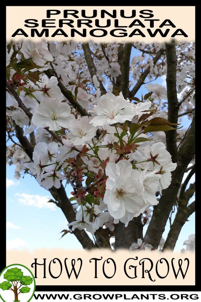 How to grow Prunus serrulata amanogawa