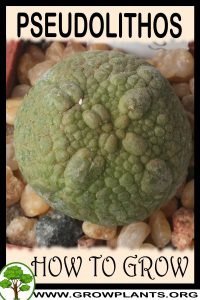 How to grow Pseudolithos