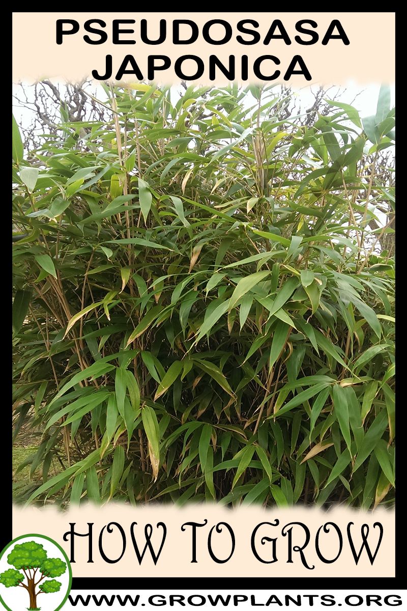 How to grow Pseudosasa japonica