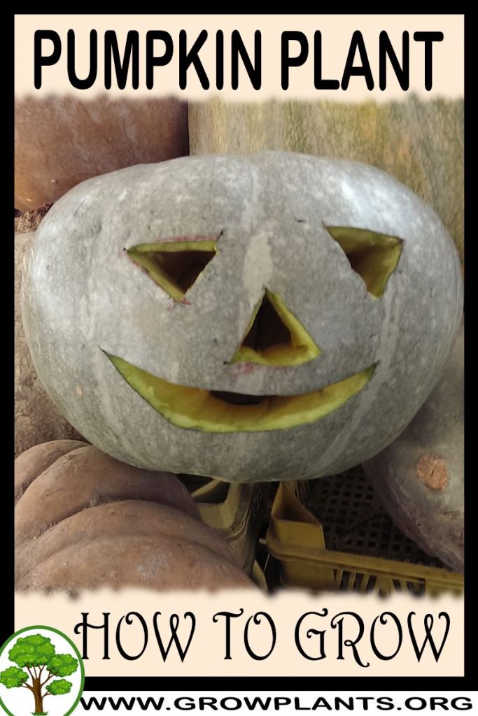How to grow Pumpkin plant