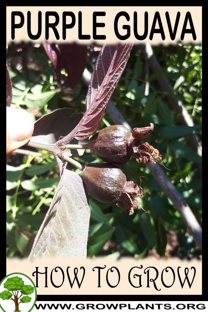 How to grow Purple guava