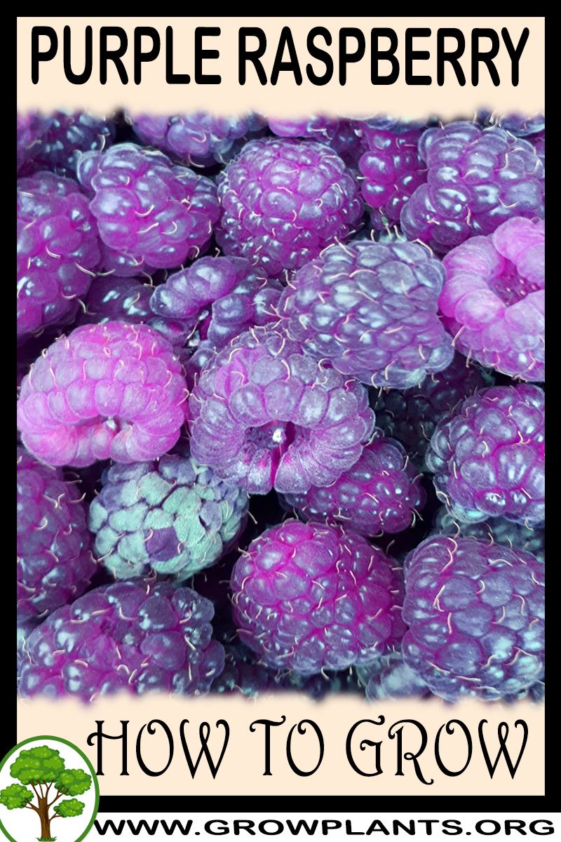 How to grow Purple raspberry