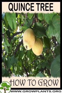 How to grow Quince tree