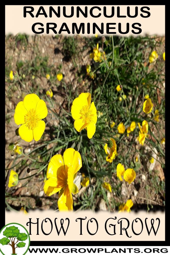 Ranunculus gramineus - How to grow & care