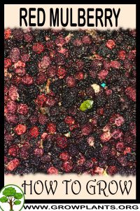 How to grow Red Mulberry