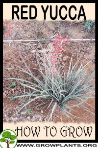 How to grow Red Yucca