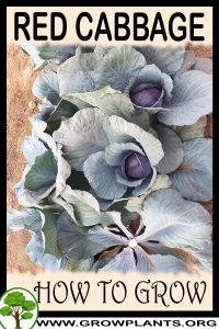 How to grow Red cabbage