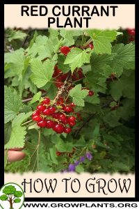 How to grow Red currant plant