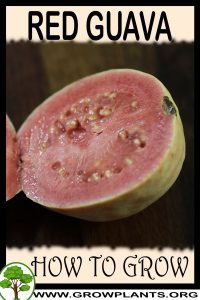 How to grow Red guava