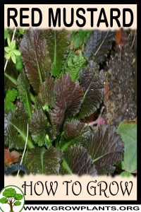 How to grow Red mustard