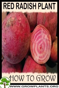 How to grow Red radish plant
