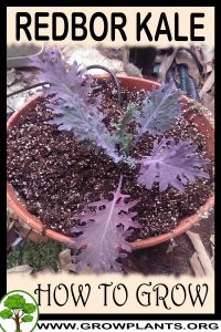 How to grow Redbor Kale