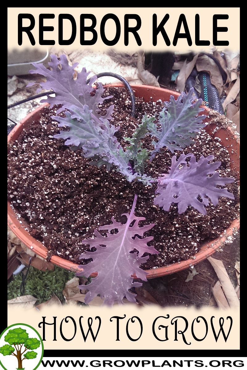 How to grow Redbor Kale