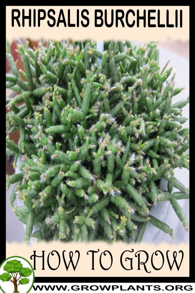How to grow Rhipsalis burchellii