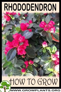 How to grow Rhododendron