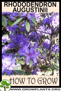 How to grow Rhododendron augustinii