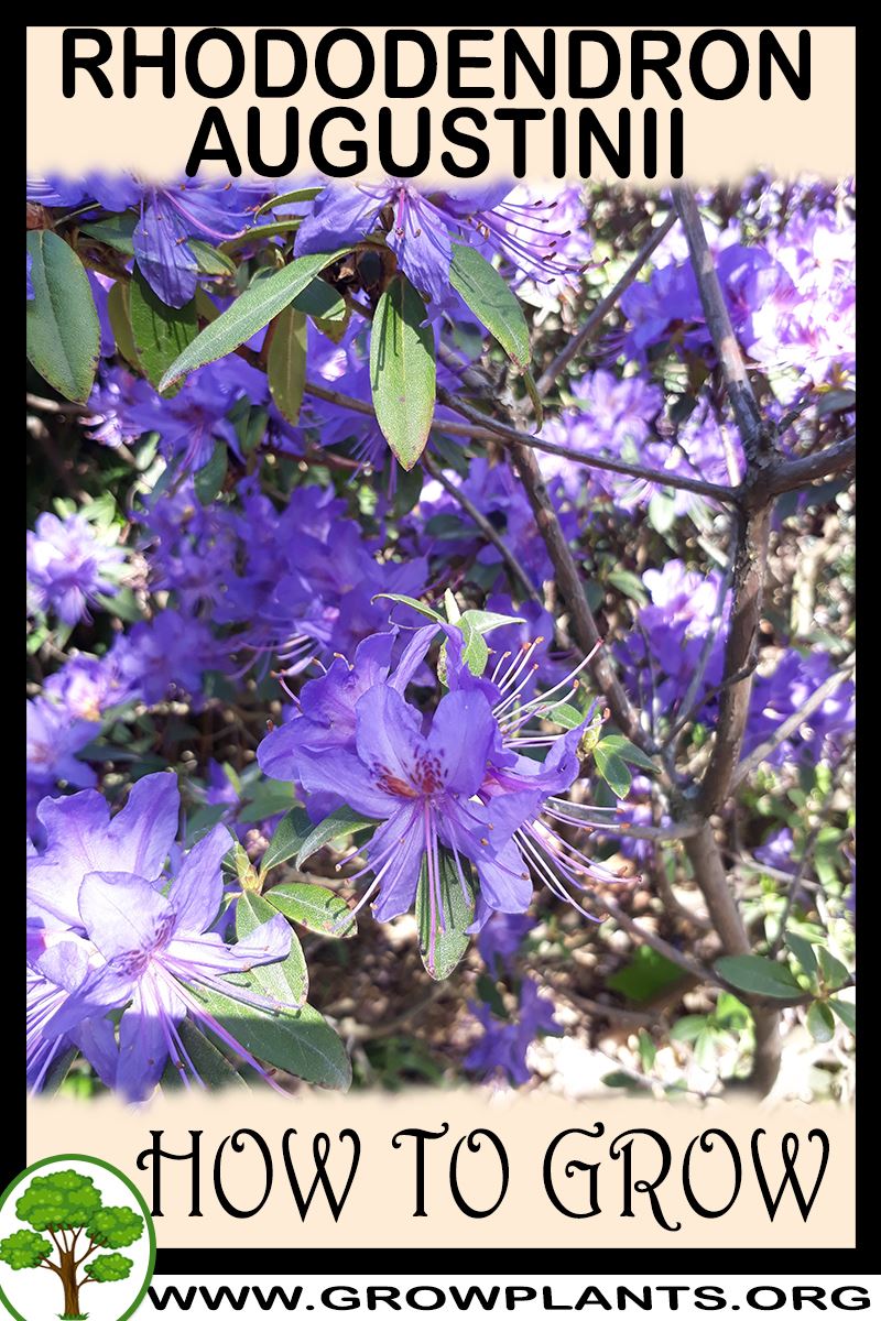 How to grow Rhododendron augustinii