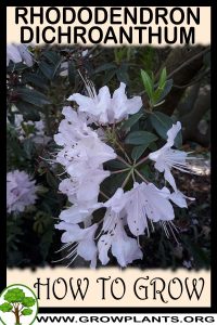 How to grow Rhododendron dichroanthum