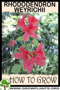 How to grow Rhododendron weyrichii