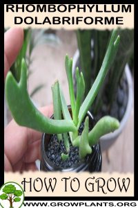How to grow Rhombophyllum dolabriforme