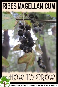 How to grow Ribes magellanicum
