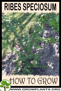 How to grow Ribes speciosum