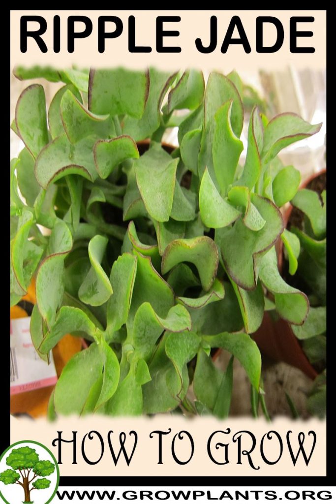 How to grow Ripple Jade