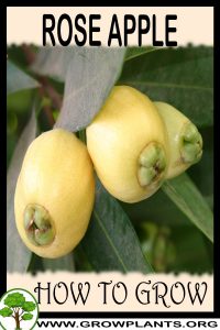 How to grow Rose apple