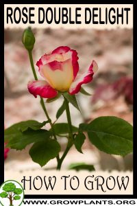 How to grow Rose double delight