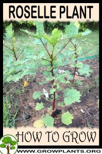 How to grow Roselle