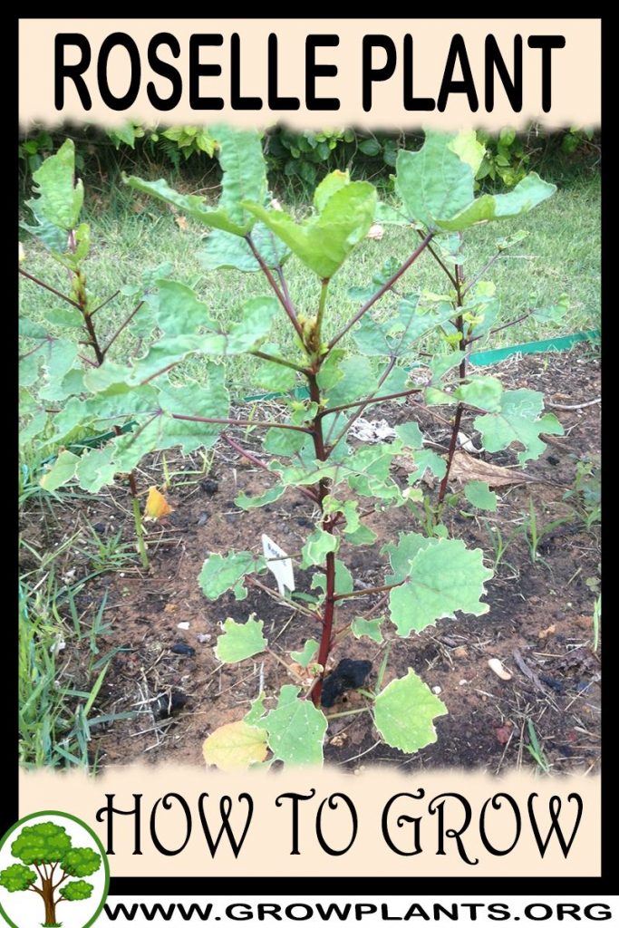 How to grow Roselle