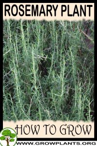 How to grow Rosemary plant