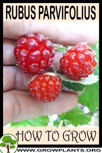How to grow Rubus parvifolius