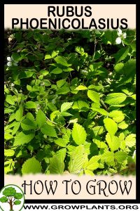 How to grow Rubus phoenicolasius