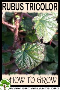 How to grow Rubus tricolor