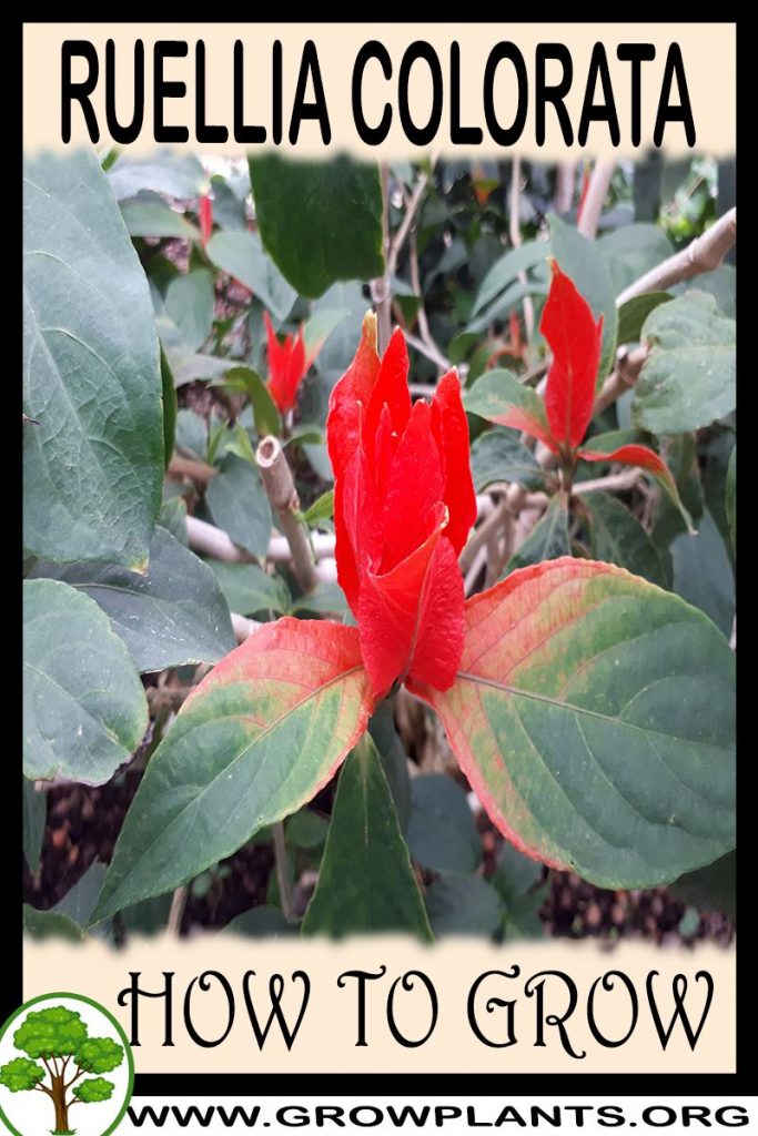How to grow Ruellia colorata
