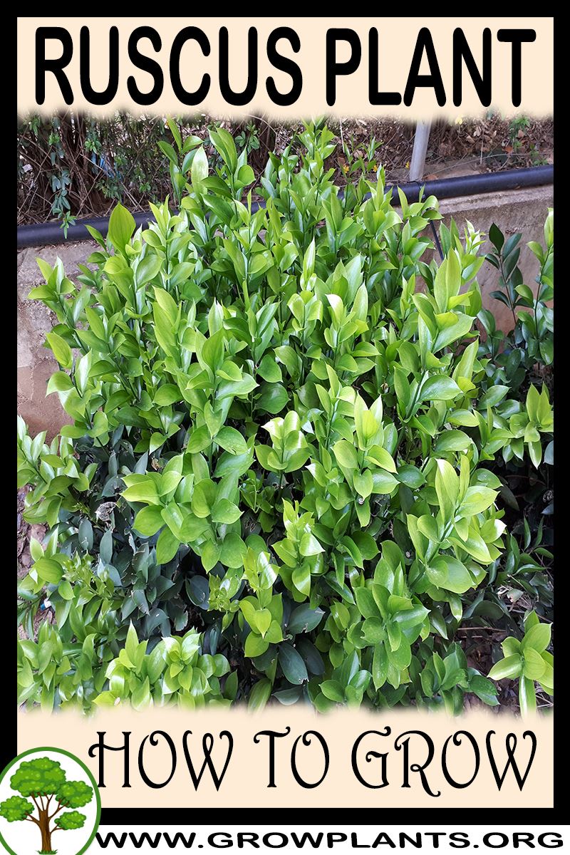 How to grow Ruscus plant