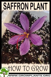 How to grow Saffron plant