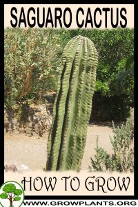 How to grow Saguaro