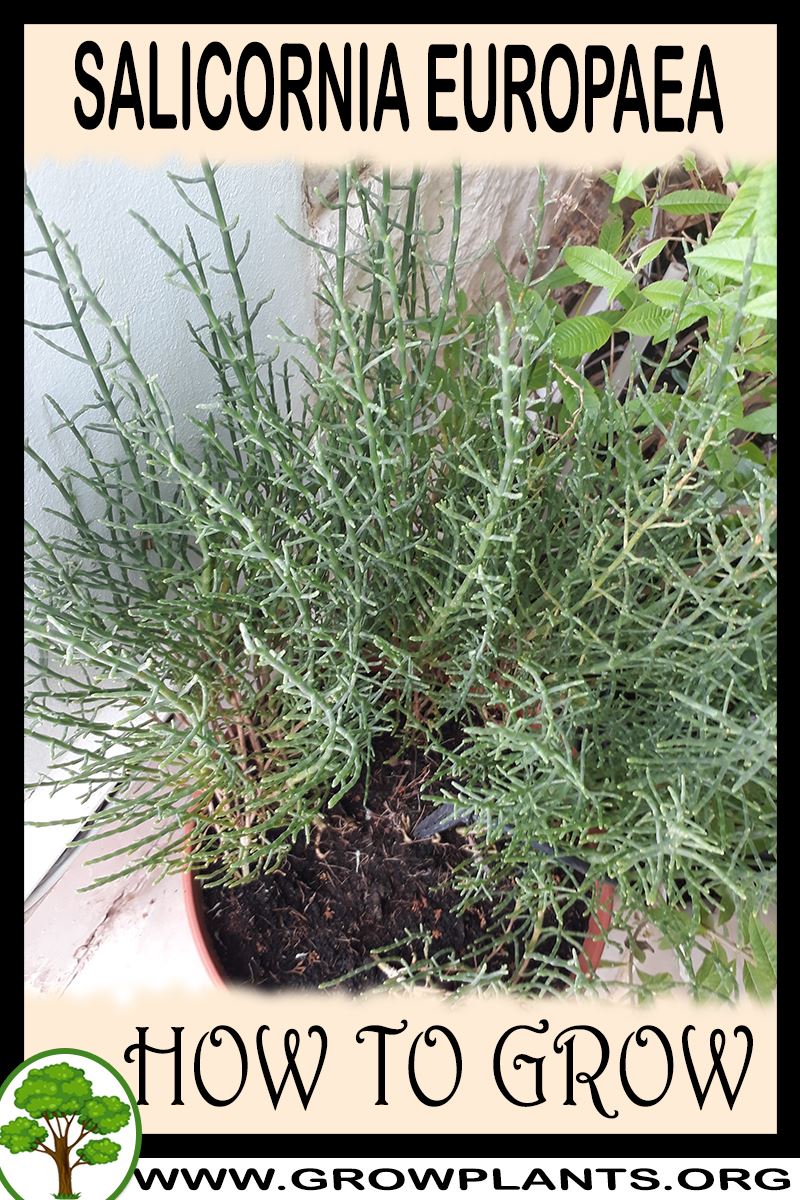 How to grow Salicornia europaea