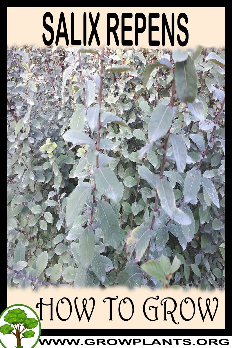 How to grow Salix repens