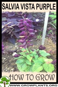 How to grow Salvia Vista Purple