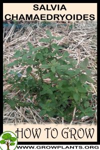How to grow Salvia chamaedryoides