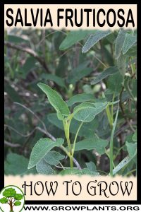 How to grow Salvia fruticosa