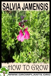 How to grow Salvia jamensis