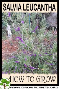 How to grow Salvia leucantha