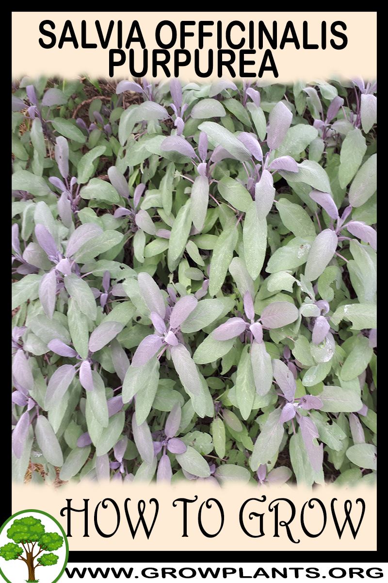 How to grow Salvia officinalis purpurea