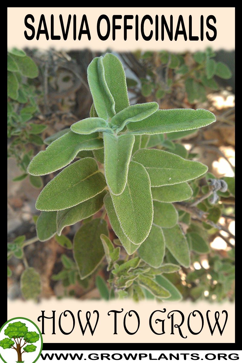 How to grow Salvia officinalis